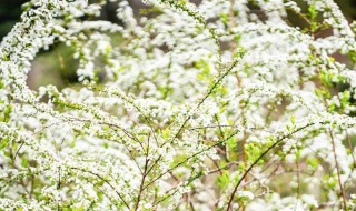 雪柳开完花还能活吗 雪柳开完花还会再开吗