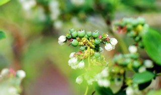 蓝莓开什么颜色的花 蓝莓开什么颜色的花结什么果子