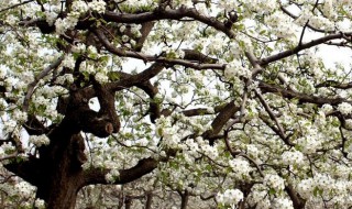 果树化学疏花疏果的方法 果树化学疏花疏果的方法是什么