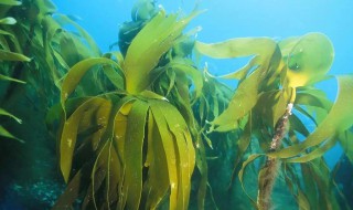 海底里的植物海带和海草的特点（海底里的植物海带和海草的特点有哪些）