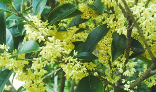 桂花树几年才会开花（桂花树几年才会开花结果）