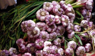 蒜怎么种植 蒜怎么种植方法