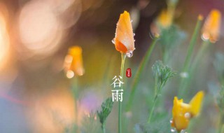 谷雨节气吃什么（谷雨节气吃什么蔬菜）