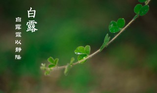 白露节气的特点和风俗（白露节气的特点和风俗吃什么）