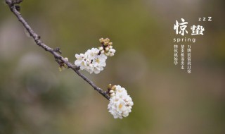 惊蛰节气是什么意思 惊蛰节气是什么意思啊