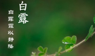 白露节气推荐语 白露节气推文