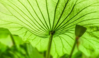 大暑节气寓意（大暑节气有什么说法）