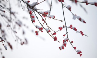 小雪节气古诗词（小雪节气古诗词配画）