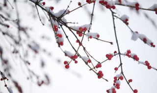 小雪节气是什么意思（小雪节气是啥意思）