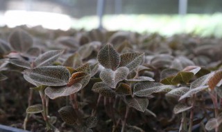 金线莲种植（金线莲种植环境要求）