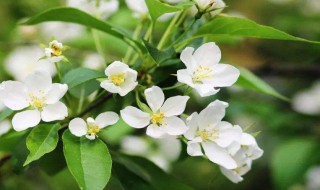 茉莉花泡茶怎么泡茶（茉莉花茶泡茶技巧）