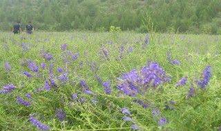 黄芩种植技术 黄芩种植技术及管理方法