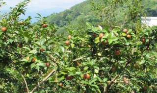 油茶树的种植 油茶树的种植方法和管理