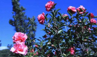 山茶花种植（山茶花种植方法与技巧）