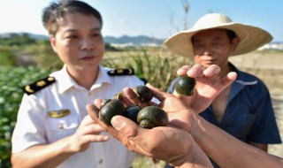 外来入侵物种有哪些（我国外来入侵物种有哪些）