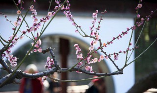 遥知不是雪为有暗香来是什么植物 遥知不是雪为有暗香来是哪一首诗