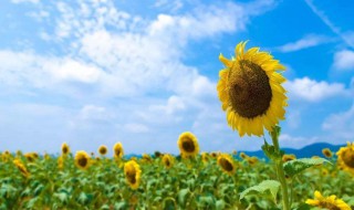 向日葵心情美丽短语 向日葵心情美丽短语大全