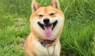 表达高兴的心情短语 表达高兴的短句