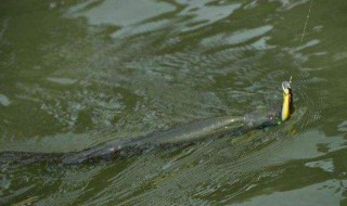 路亚新手怎么学 路亚新手教学