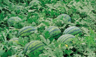 黑美人西瓜种植 黑美人西瓜种植技术与管理法