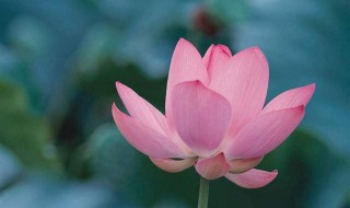 莲花的象征意义（澳门莲花的象征意义）