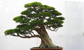 松柏象征什么（松柏象征什么四字词语）