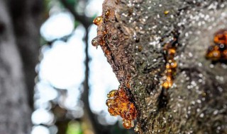 松脂的用途（松脂的用途有哪些）