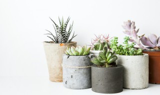 盆栽好养植物 盆栽好养植物图片