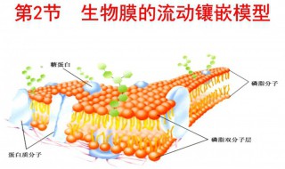 细胞膜的主要成分 人体细胞膜的主要成分