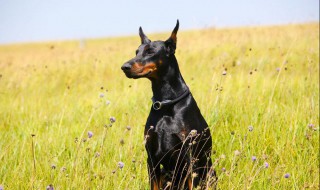 杜宾犬介绍（杜宾犬介绍资料）