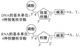 核苷酸的作用 核苷酸的作用与功效是什么