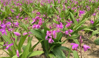 白芨的作用（白芨的作用与效果功效）