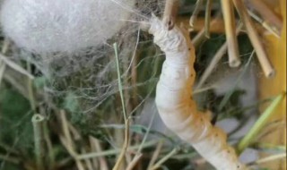 蚕吐水怎么解决 蚕吐水怎么回事怎么解决