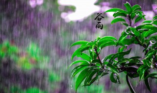 谷雨节气的说说（谷雨节气的说说心情短语）