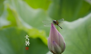 大暑节气的风俗食物 大暑节气的气候特点