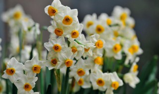 水仙花养殖方法和注意事项（水仙花养殖方法和技巧）