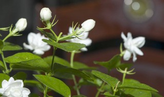 香水茉莉的养殖方法和注意事项 香水茉莉的养殖方法和注意事项视频