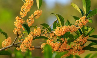 桂花怎么储存（桂花怎么储存用来泡茶）