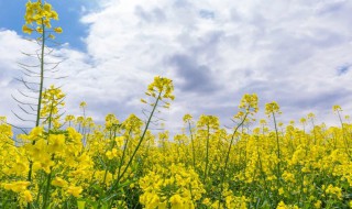 油菜花什么季节开?（油菜花什么季节开什么时候成熟）