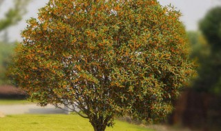 怎么养桂花树（怎么养桂花树盆栽）