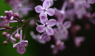 丁香花怎么养殖方法（丁香花养殖方法和注意事项 盆栽）