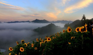 向日葵花的寓意（向日葵花的寓意和花语）