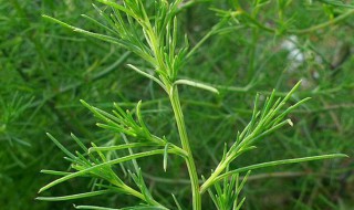 风滾草和猪毛菜的区别 风滚草的吃法