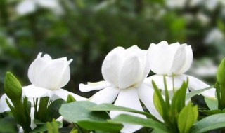 栀子花种子种植方法（栀子花种子种植方法全过程）