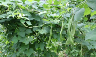 芸豆种植时间和方法 芸豆种植时间和方法青岛地区