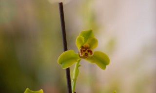 四季兰花怎么养才能长期开花 四季兰花怎么养才能长期开花呢