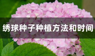 绣球种子种植方法和时间（绣球种植方法全过程）