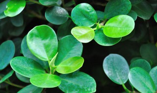 圆形叶子的植物有哪些（圆形叶子的植物有哪些图片）