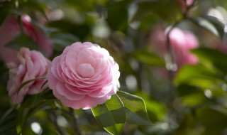 茶花打花苞时怎样施肥（茶花打花苞时怎样施肥视频）