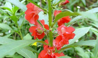 凤仙花雄蕊和雌蕊的特点（凤仙花雄蕊和雌蕊的特点和作用）